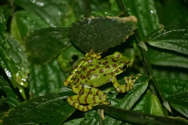 Assam cascade frog