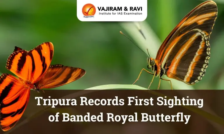 Banded Royal Butterfly