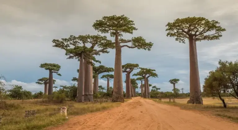 Baobab Tree