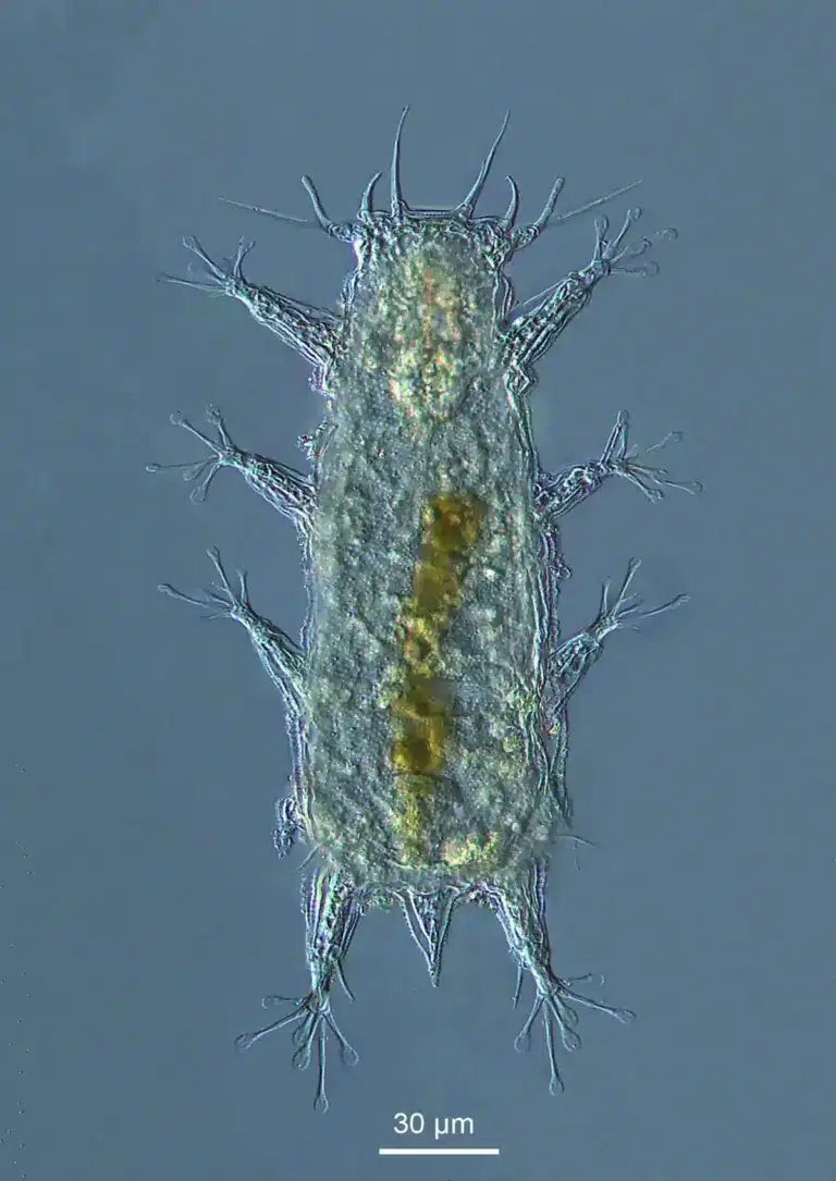 Batillipes Chandrayaani