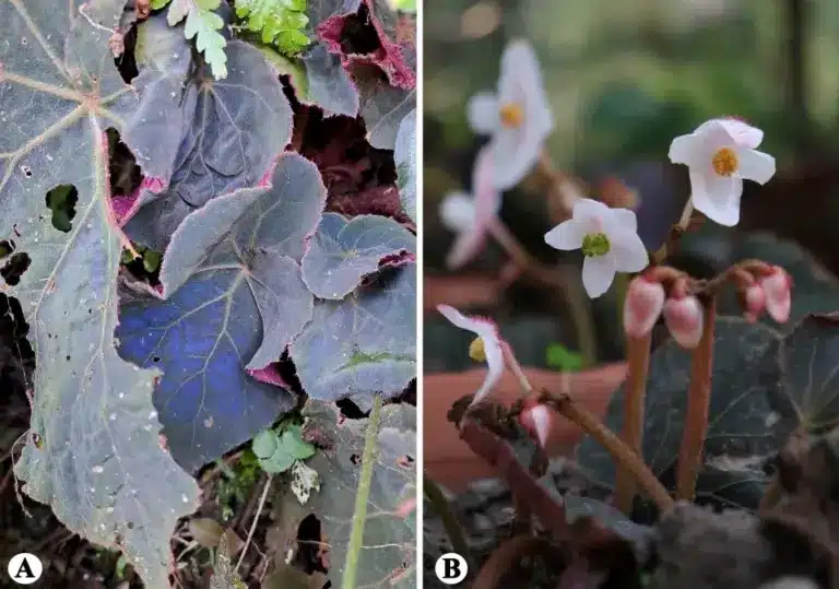 What is Begonia Narahari?