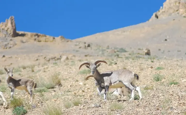 Key Facts about Bharal and Himalayan Ibex