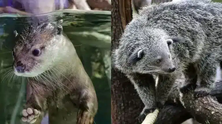 Binturong and Small clawed otter