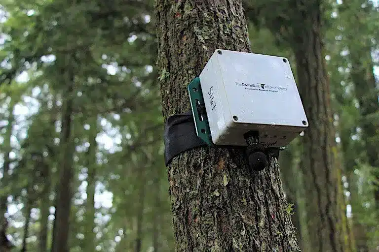 What is Bioacoustics?