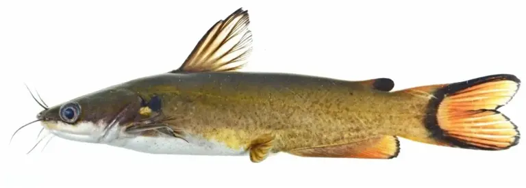 Black-Collared Yellow Catfish