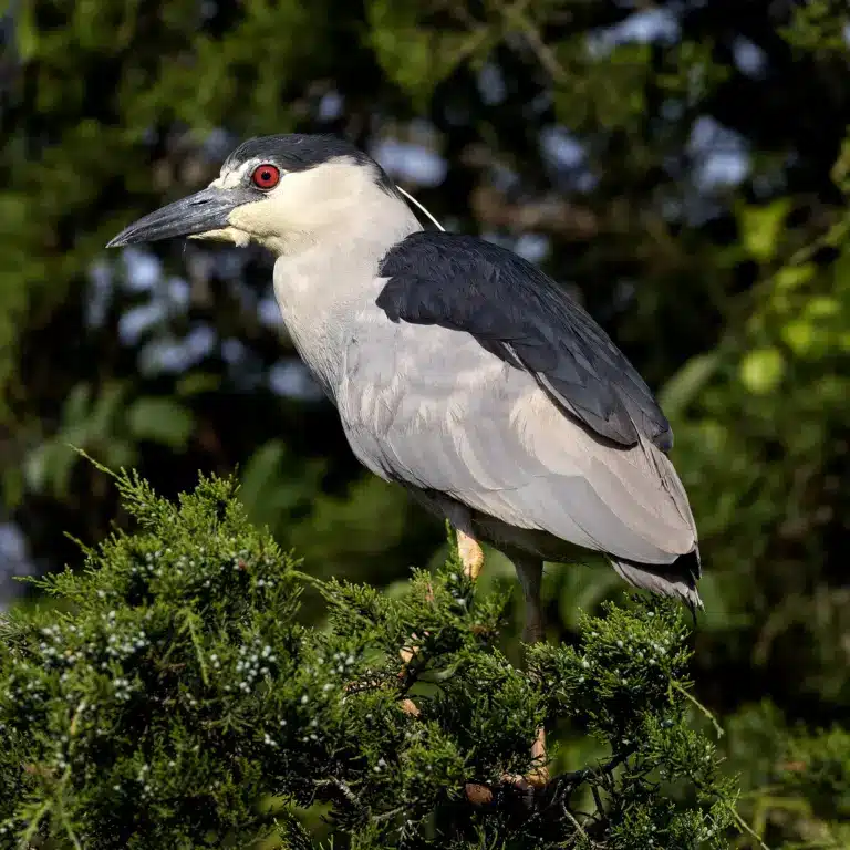 What is Black-crowned Night Heron?