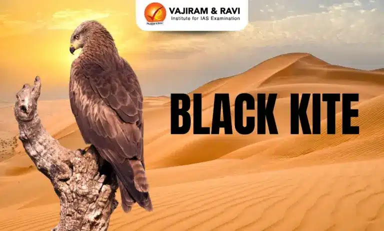 Black Kite