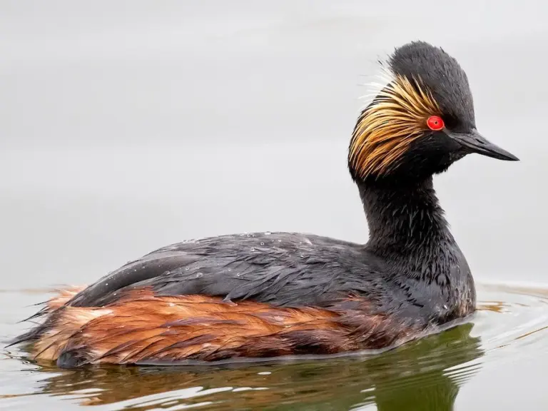 Black-necked Grebe