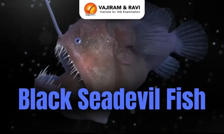 Black Seadevil Fish