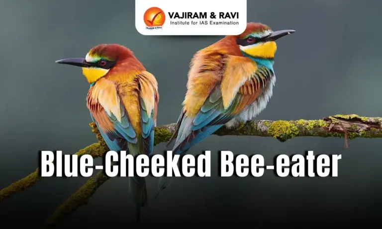 Blue-Cheeked Bee-Eater