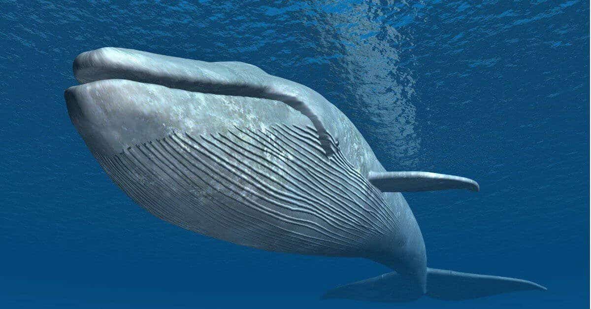 Blue whale