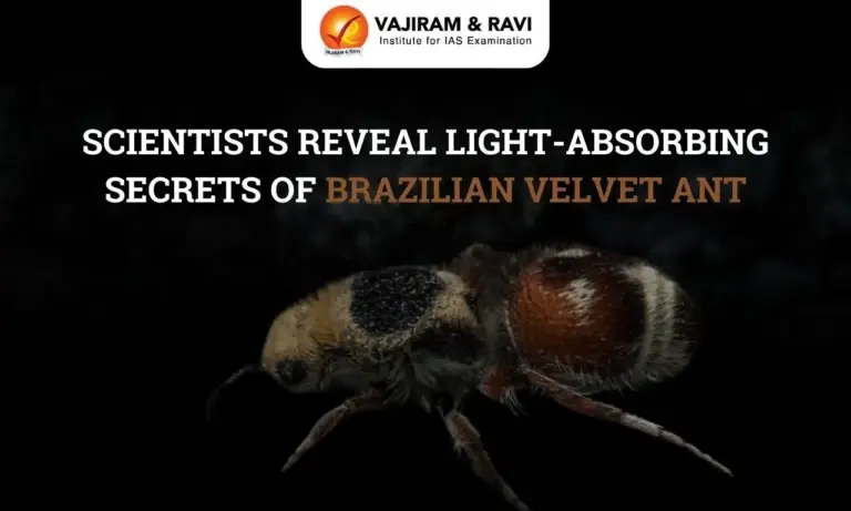 Brazilian Velvet Ant