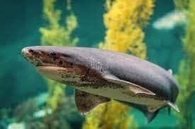 Broadnose Sevengill Shark