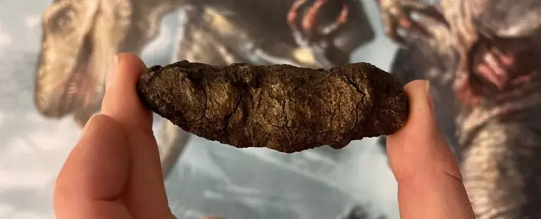 What are Bromalites?