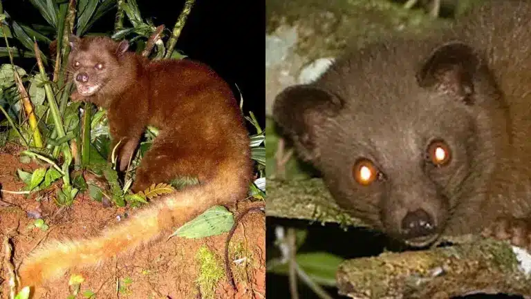 Brown Palm Civet