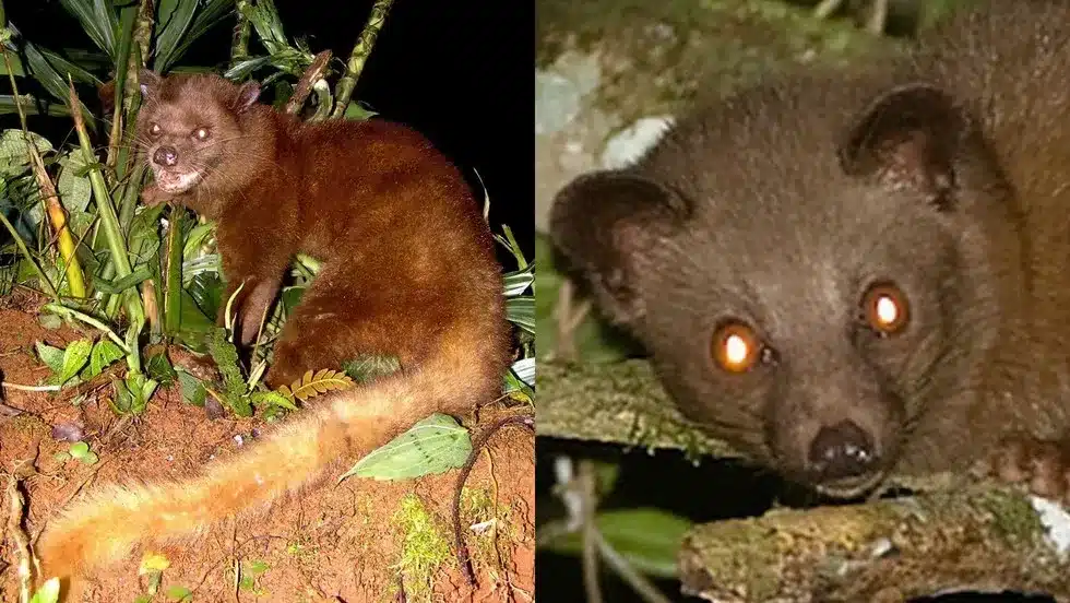 Brown Palm Civet
