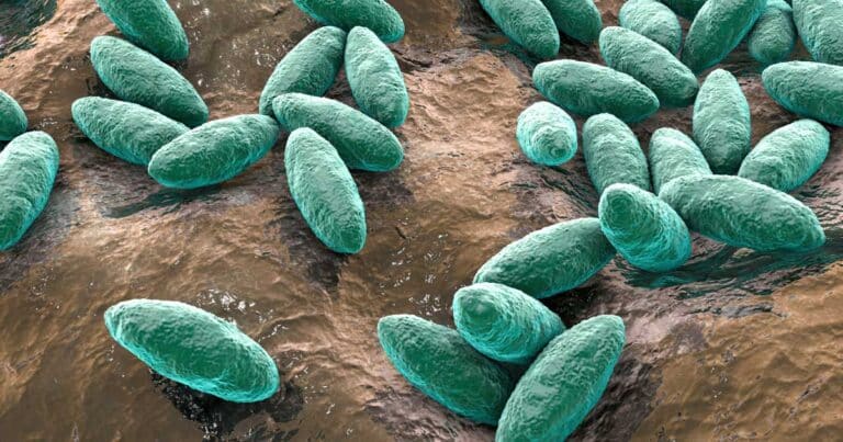 What is Brucella canis?