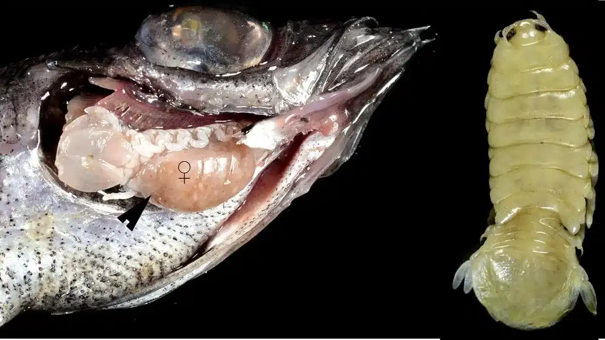 What is Brucethoa ISRO?