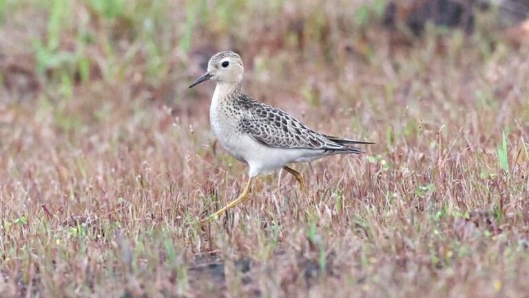 Buff-breasted Sandpiper