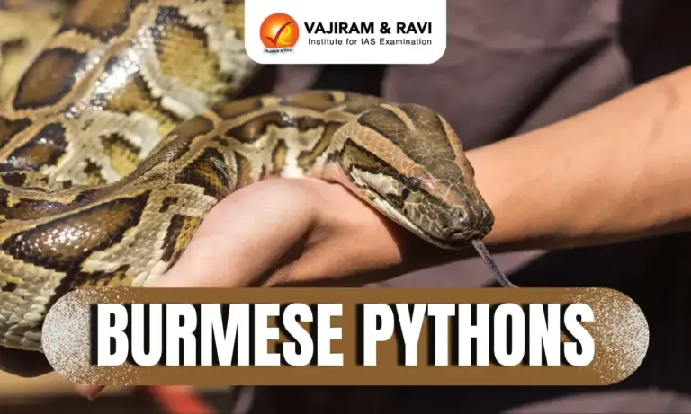 Burmese Pythons
