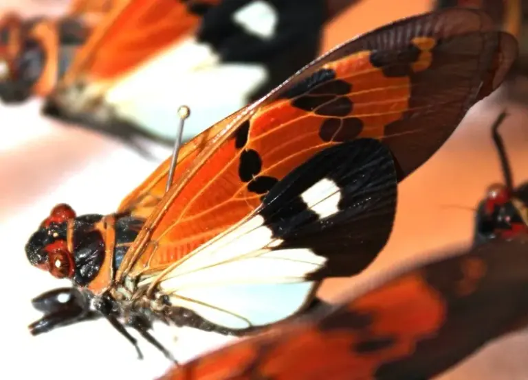 What is a Butterfly Cicada?