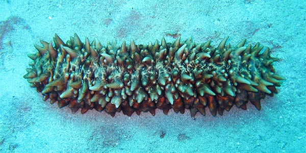 Sea Cucumber