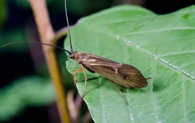 What are Caddisflies?