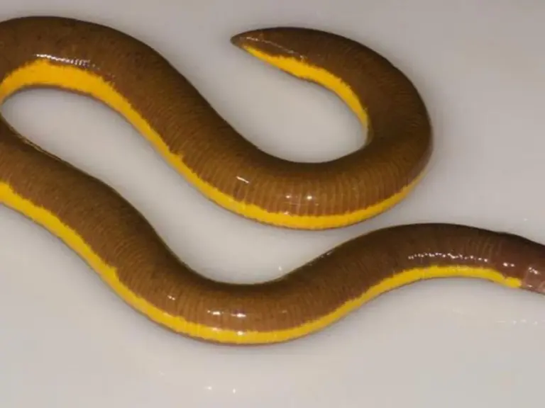 What are Caecilians?