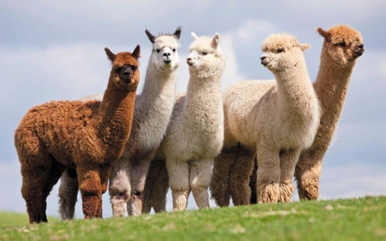 What are Camelids?