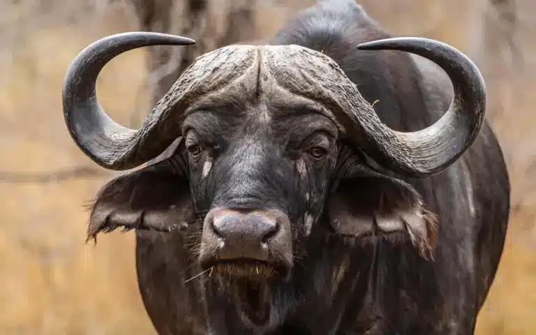 Cape buffalo