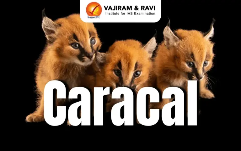 Caracal