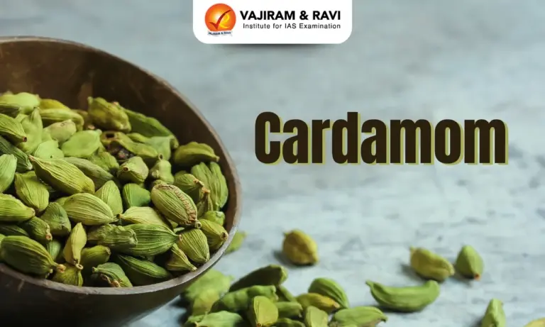 Cardamom
