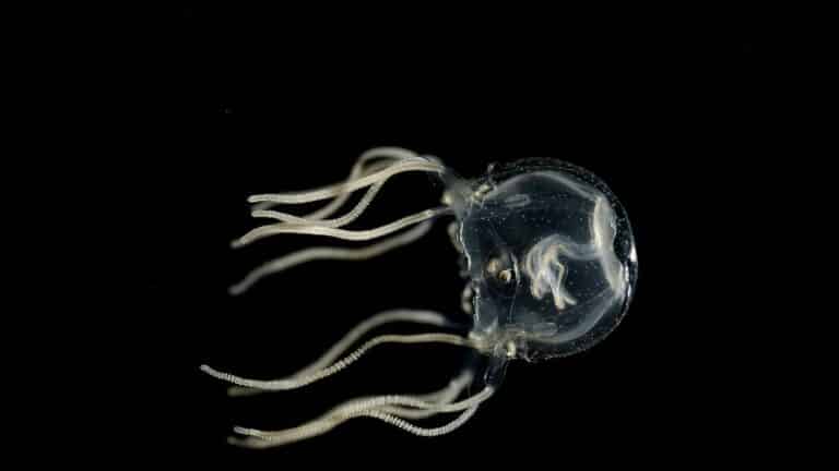 Caribbean box jellyfish