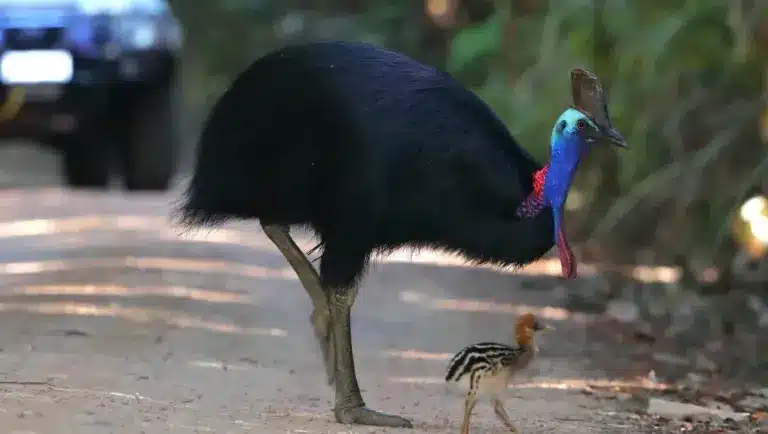 Cassowary