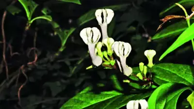 Ceropegia Shivrayiana