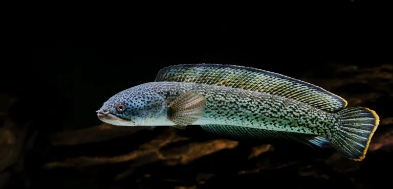 What is Channa Barca?