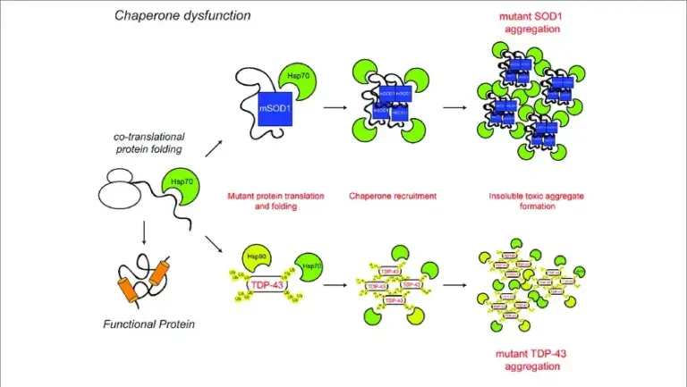 What are Chaperones?