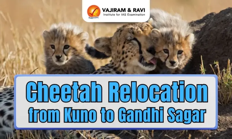 Cheetah Relocation from Kuno to Gandhi Sagar