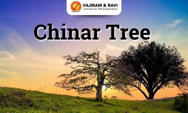 Chinar Tree