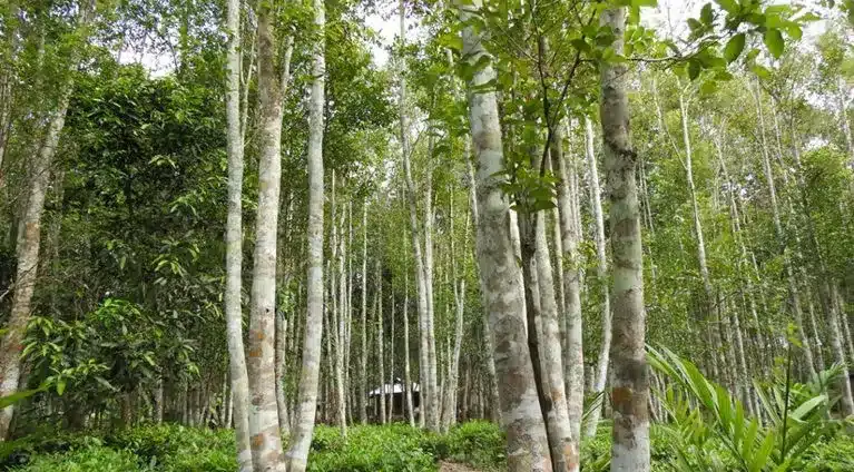 CITES Eases Export Restrictions on Agarwood from India: Impact and Benefits