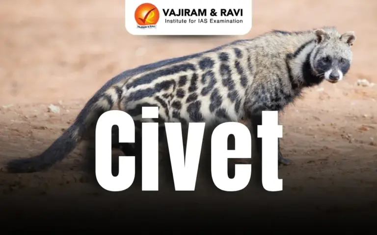 Civet