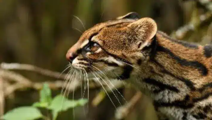 What is Clouded Tiger Cat?