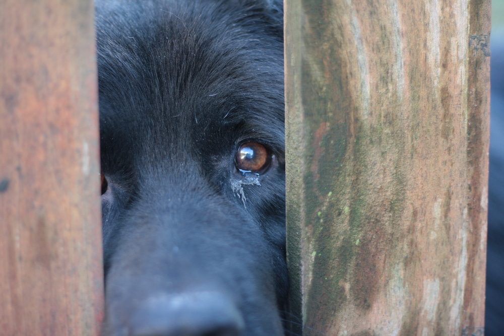 Coming, a Tough Law to Prevent Cruelty to Animals. Why Is It Needed?