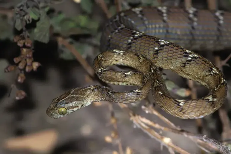Common Cat Snake