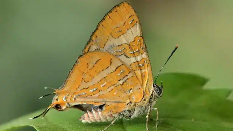 Conjoined Silverline butterfly