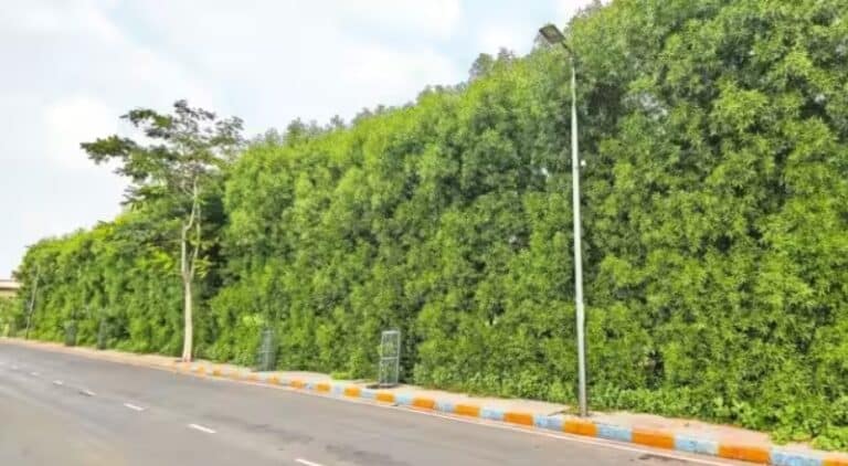 Gujarat bans Conocarpus plants