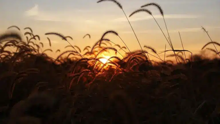 How Punjab and Haryana are Key to National Food Security?