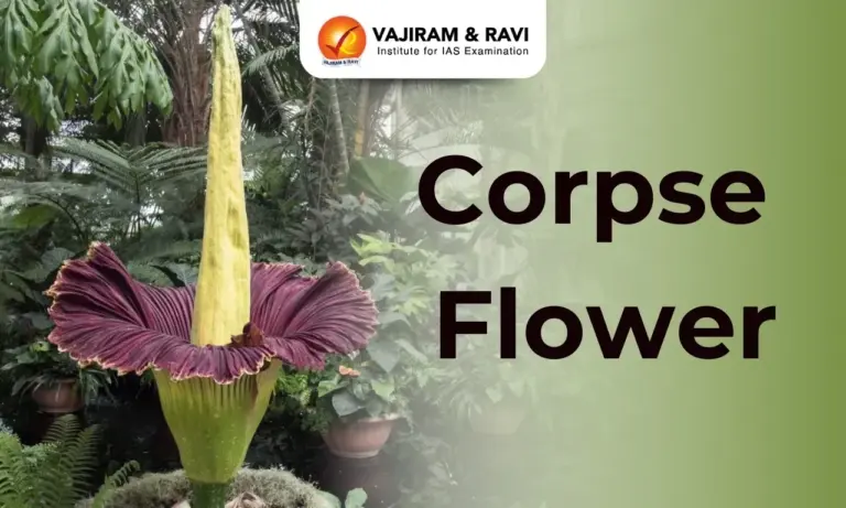 Corpse Flower