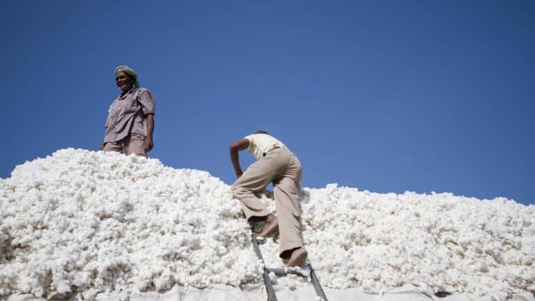 Cotton Sector in India: India will be the Largest Cotton Producer