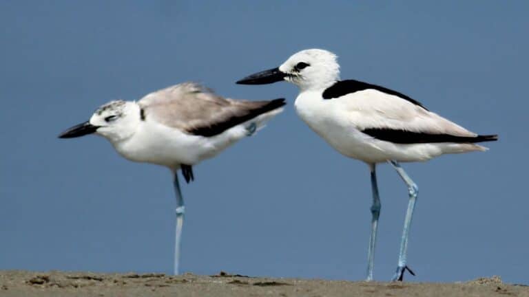 Crab-plover